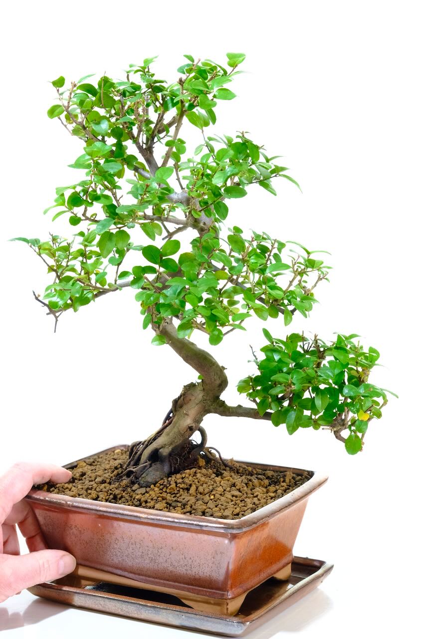 A Premium Sweet Plum with Exceptional Character & Natural Inspiration