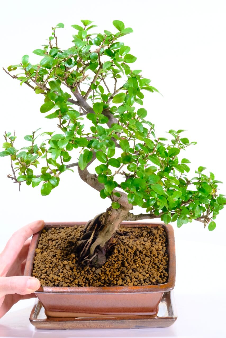 Premium Sageretia Bonsai Tree | Lovely Root Flare & Summer Fruits