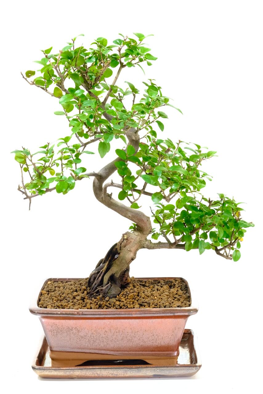 Picturesque Fruiting Sweet Plum Indoor Bonsai Tree with Lovely Shape