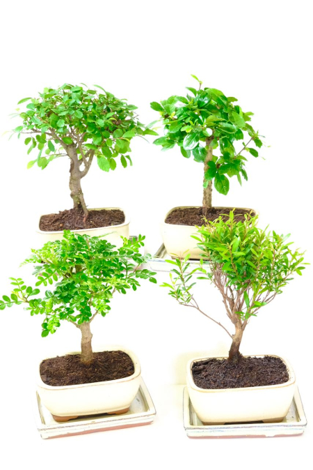 Aromatic Pepper and Woodland Elm