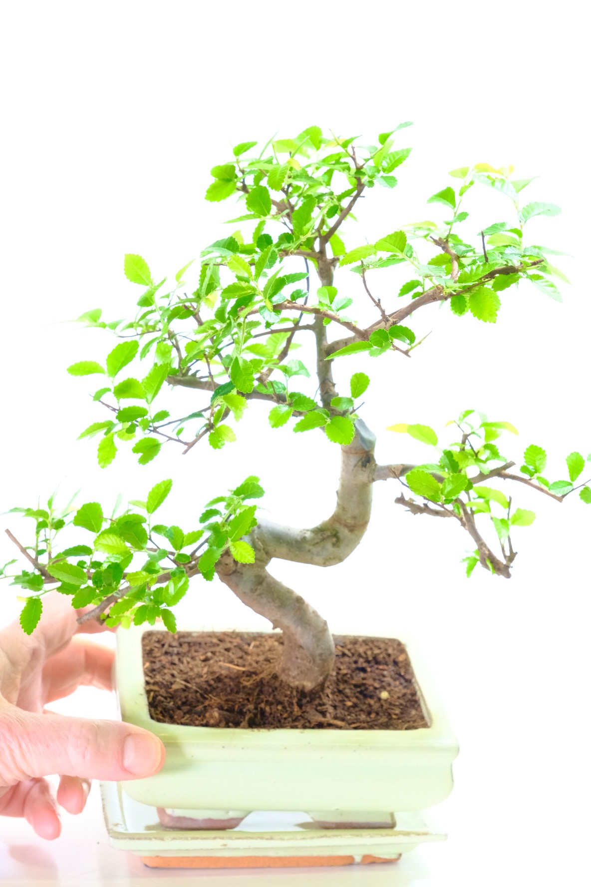 Free delivery to most of the UK