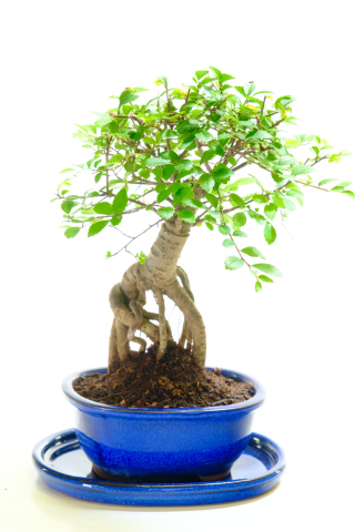Unique rooty Chinese Elm bonsai