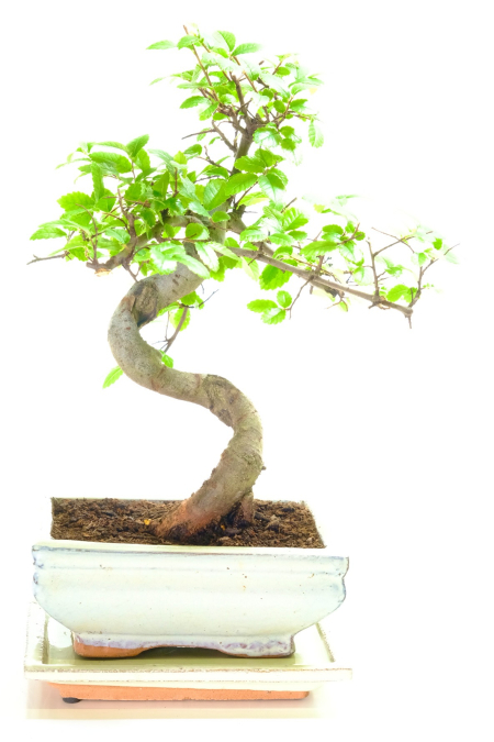 Chinese Elm beginners bonsai tree