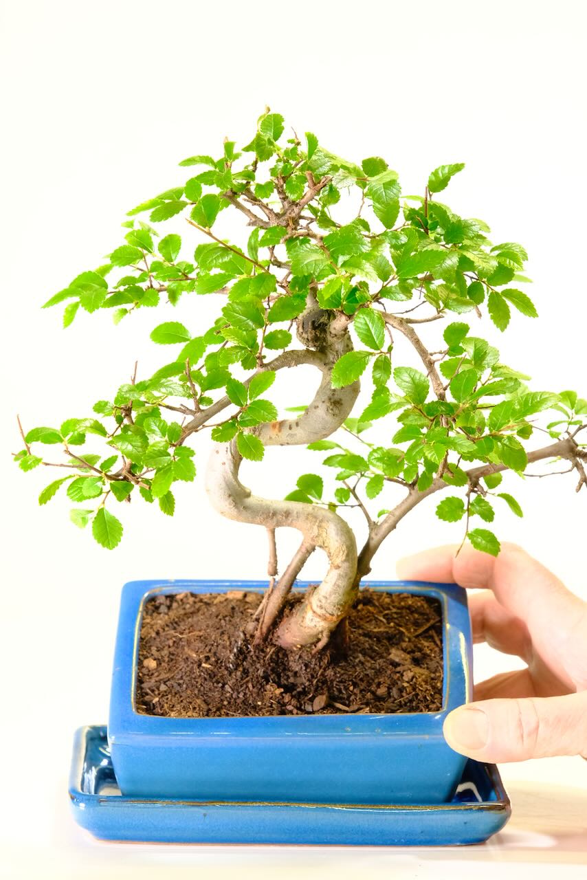 Shapely Chinese Elm Bonsai ā Sky Blue Pot