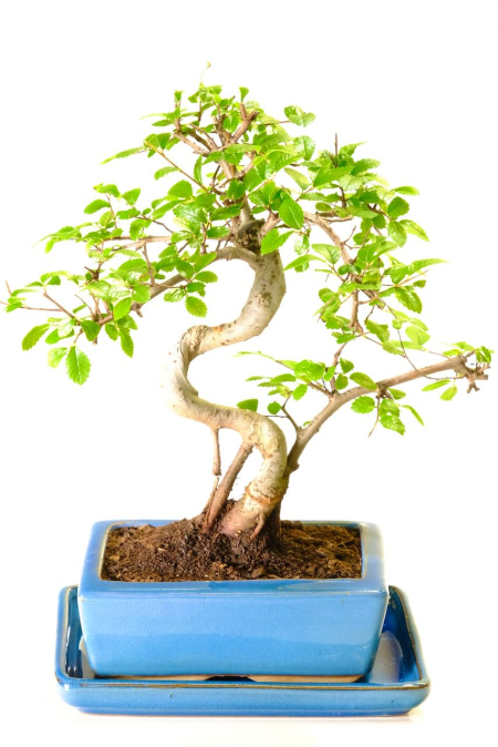 Uniquely Designed Chinese Elm Indoor Bonsai with Quirky Root Exposure