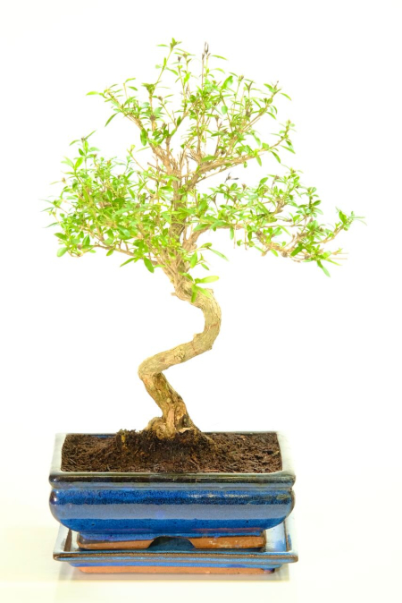 Glorious Tree of a Thousand Stars Flowering Serissa Bonsai Tree | Summer White Flowers