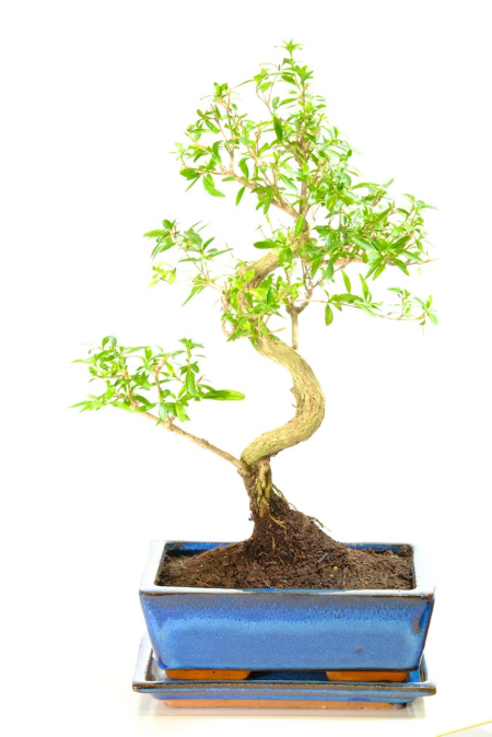 Flowering Serissa Bonsai Tree | Elegant Indoor White Flower Bonsai