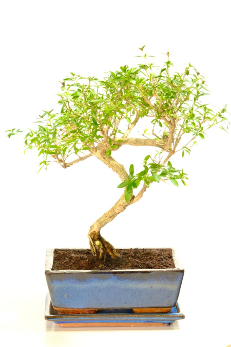 Tree of a Thousand Stars Flowering Bonsai | A Beautiful Indoor Bonsai to Enjoy for Yourself