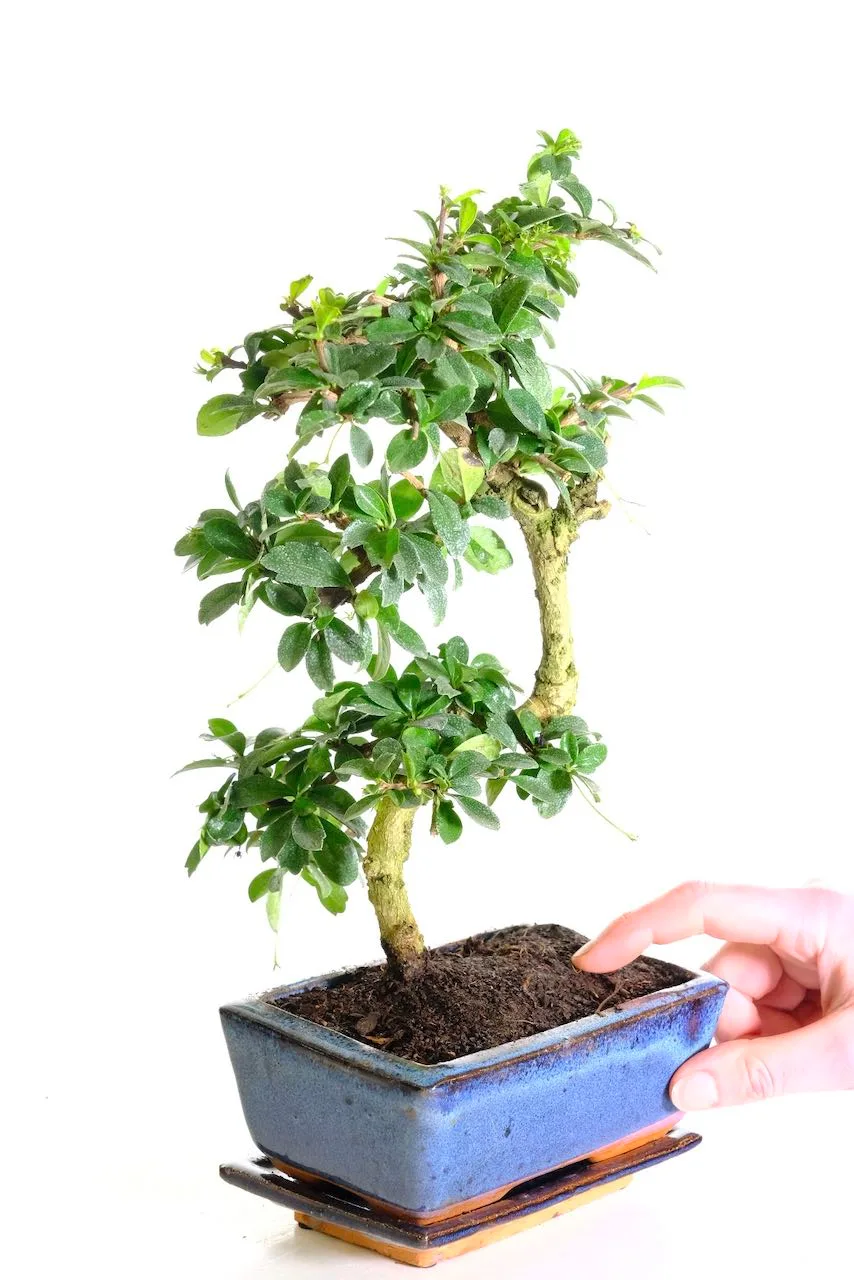 Free care instructions included