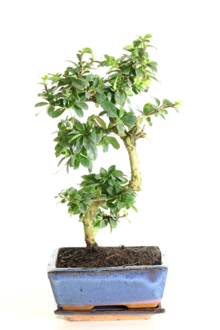 Artistic Fukien Tea Tree bonsai for sale