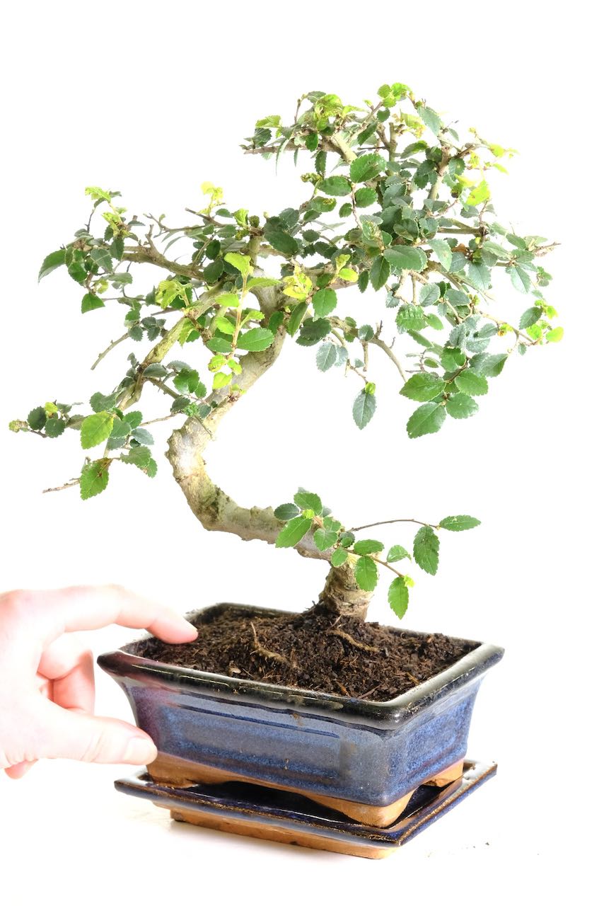 Easy beginners bonsai