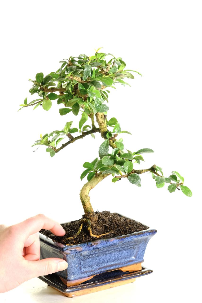 Carmona microphylla bonsai UK