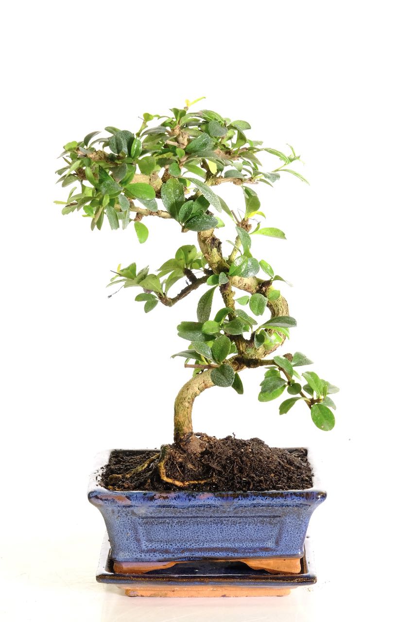 Flowering indoor beginners bonsai