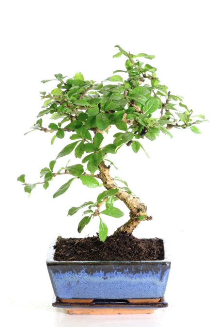Gently curving indoor flowering bonsai