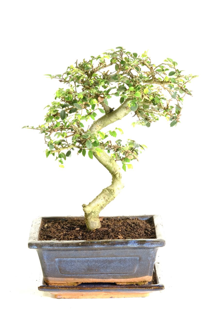 Olmo Cinese (Ulmus Parviflora) - Bonsai Da 8 Anni, Vaso 18x12cm, Altezza 28cm