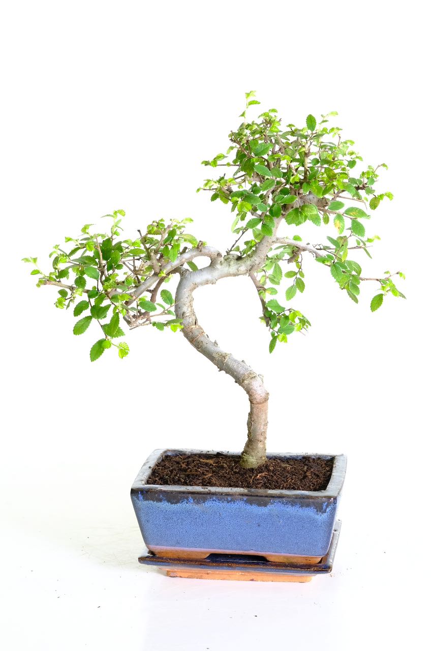 Artisitic Chinese Elm bonsai