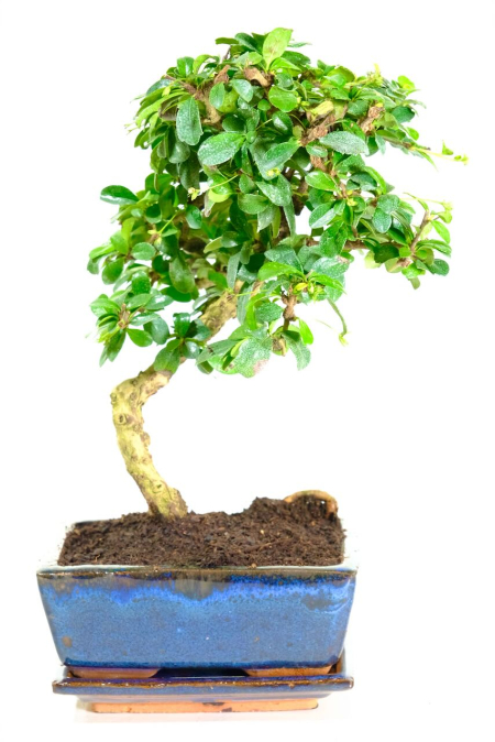 Stunning Elegant Flowering Indoor Bonsai with Fantastic Trunk Movement
