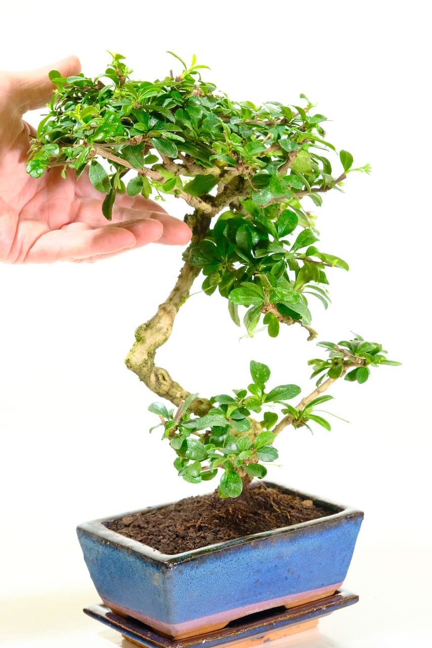 Fukien Tea Tree Bonsai | Ideal Flowering Indoor Species for Beginners