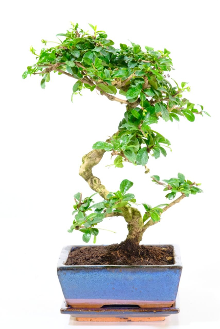 Fukien Tea Bonsai: Summer White Flowers - Accentuated Twists