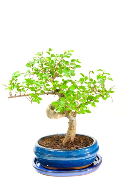 Woodland Chinese Elm Tree - Very Strong & Powerful