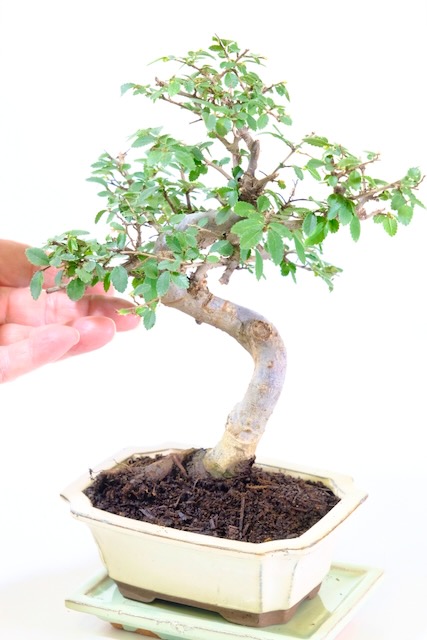 Beginners Chinese Elm Bonsai Tree for sale