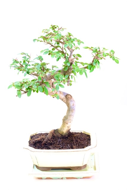 Beginners Bonsai: Chinese Elm Bonsai with Twisty Shape & Neat Foliage