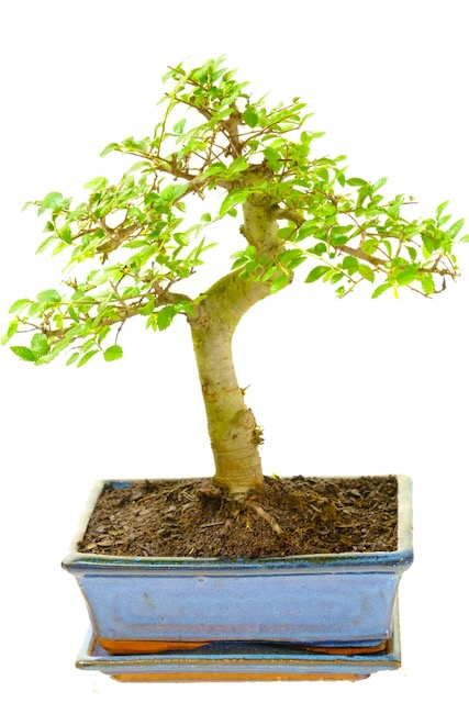 Chinese Elm Bonsai | Natural Design and Upright Trunk!