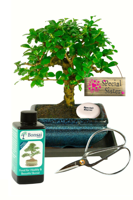 Sister gift - flowering bonsai kit with accessorise for care