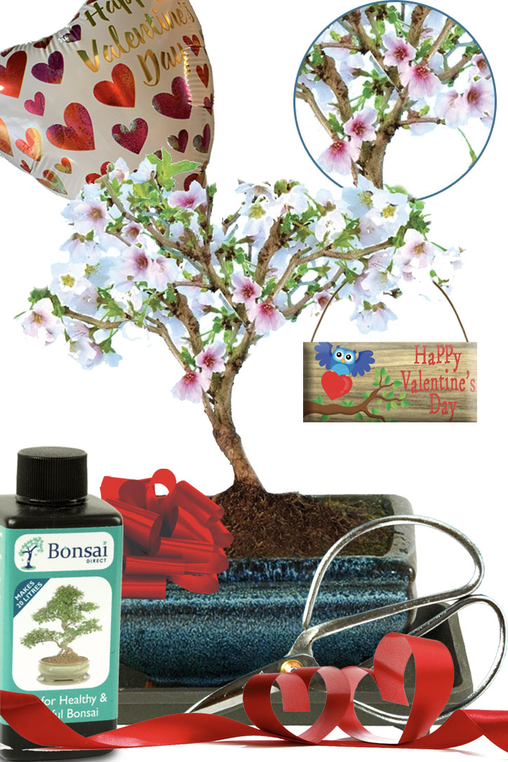 Valentine's Day Gift | Cherry Blossom Bonsai Tree Beginners Kit