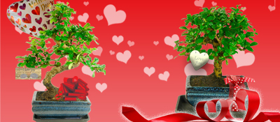 Valentines Bonsai Tree Gifts for sale