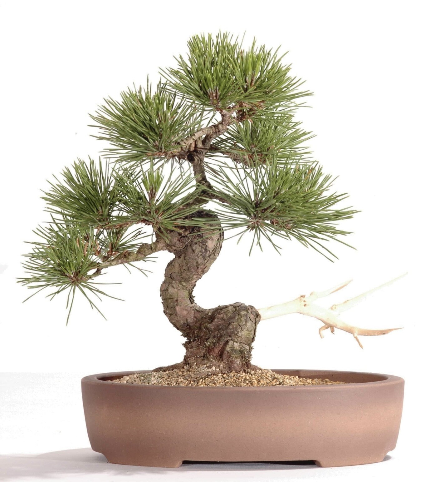 Japanese Black Pine Bonsai tree with feature jin