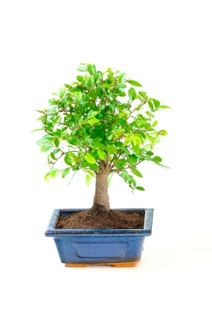 Baby Chinese Elm (Ulmus parvifolia) Beginners Indoor Bonsai - 5 Years