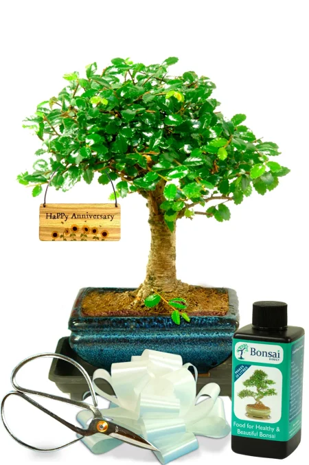 6 year anniversary gift | Beginners Chinese Elm Bonsai gift