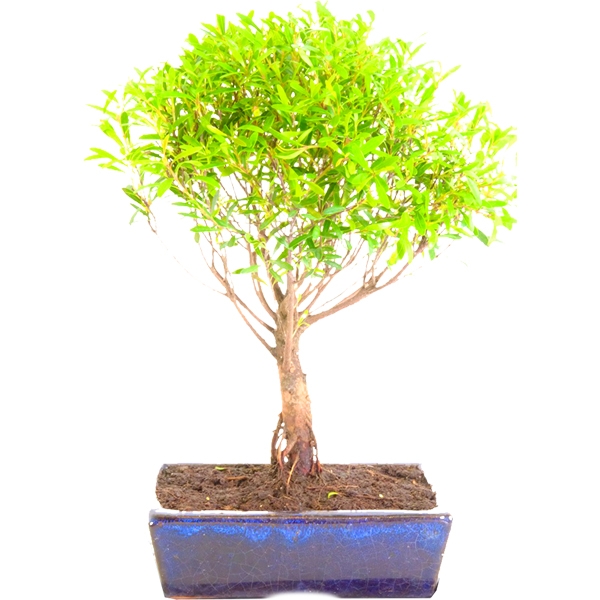 Baby 5 year old fruiting & flowering Roseapple / Myrtle