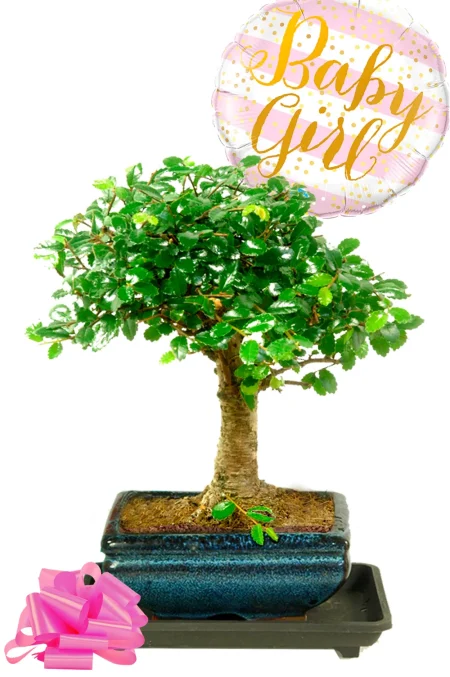 New Baby Gifts | Choose your Balloon! Chinese Elm Beginner Bonsai
