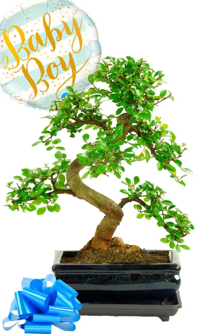 New Baby Gift Idea | Beginner Friendly Chinese Elm Bonsai Gift