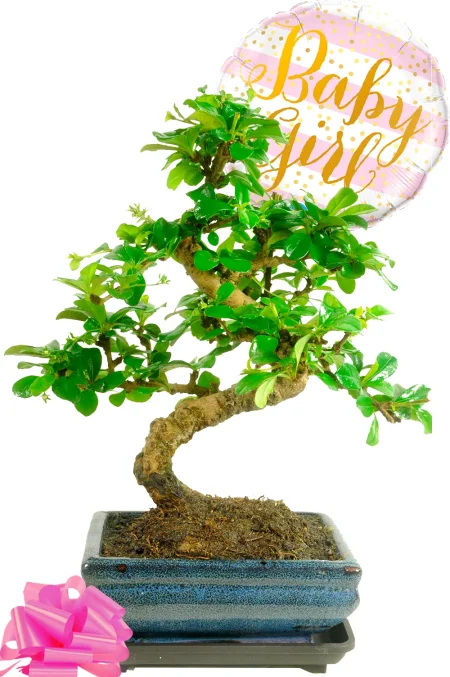 Gift for New Mums and Dads | Twisty Flowering Indoor Bonsai