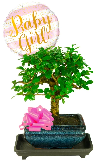 Flowering New Baby Gift | Fukien Tea Tree Bonsai Gift