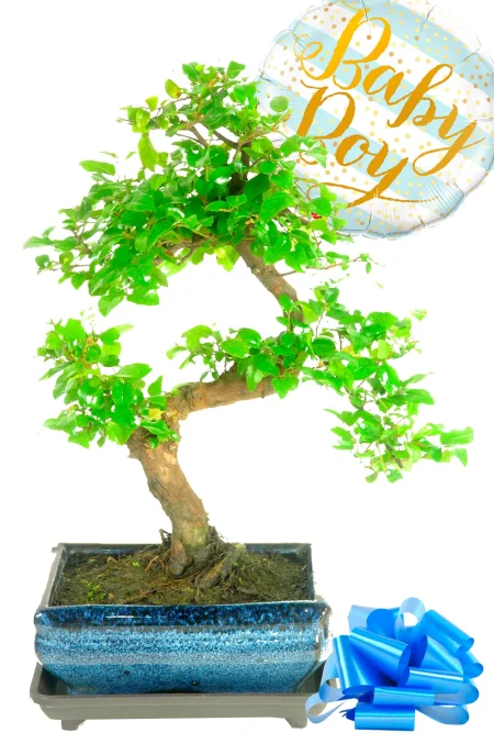 New Parents Gifts | Fruiting Sweet Plum Bonsai Gift
