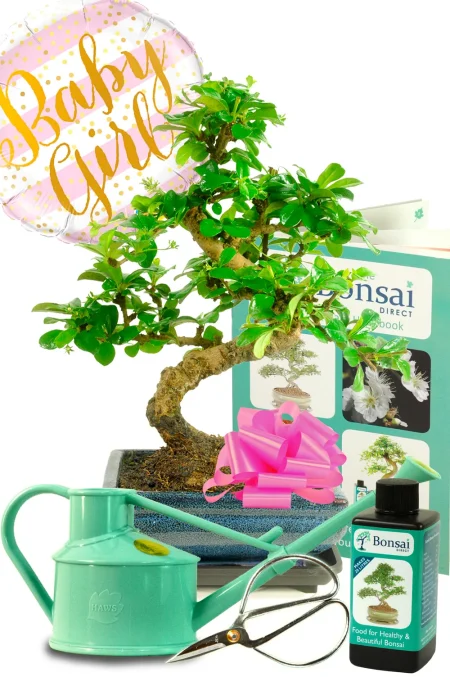 Unusual New Parents Gift | Flowering Fukien Tea Bonsai Baby Gift Set