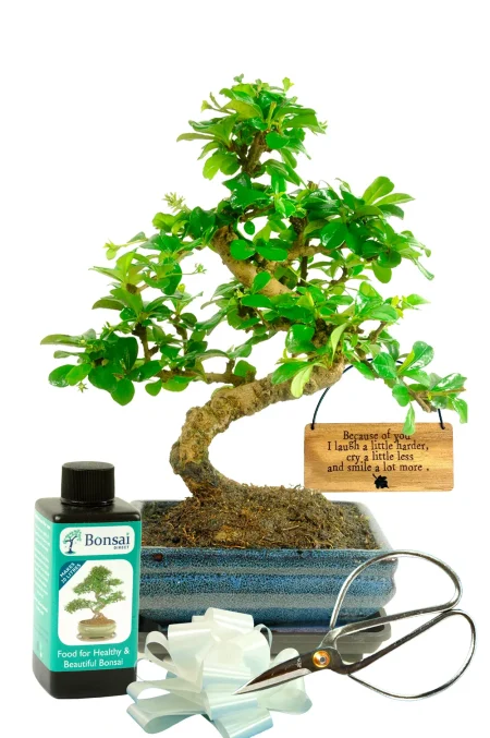 Flowering Indoor Bonsai beginners Starter Kit - Because of you I laugh a little harder, cry a little less and smile a lot more