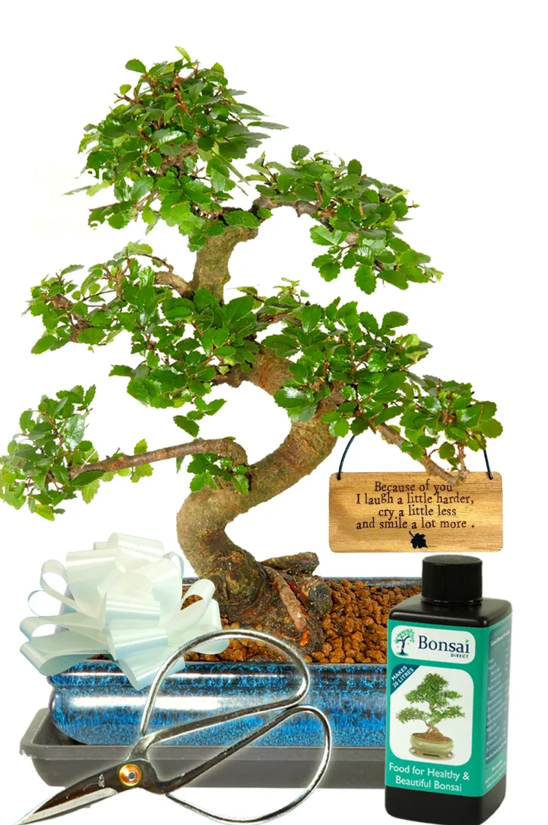 Because of you I laugh a little harder, cry a little less and smile a lot more Gift Twisty Indoor Starter Bonsai Kit