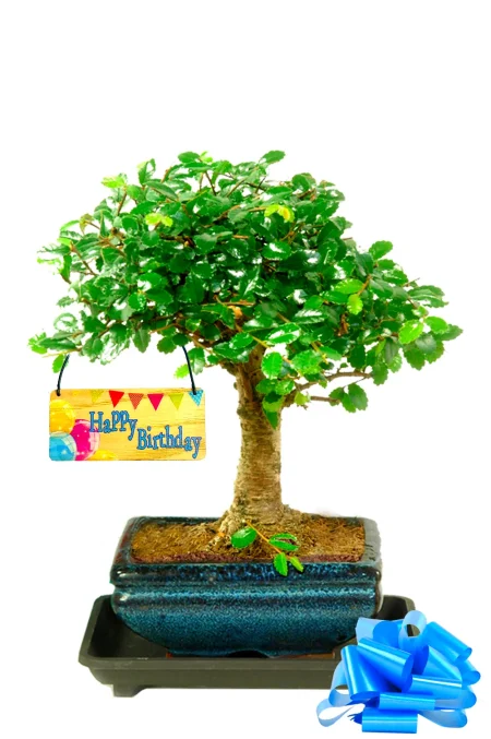 Happy Birthday Woodland Bonsai Gift