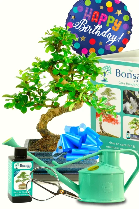 Unique Birthday Gift for Him or Her – 12-Year-Old Flowering Fukien Tea Tree Bonsai Kit
