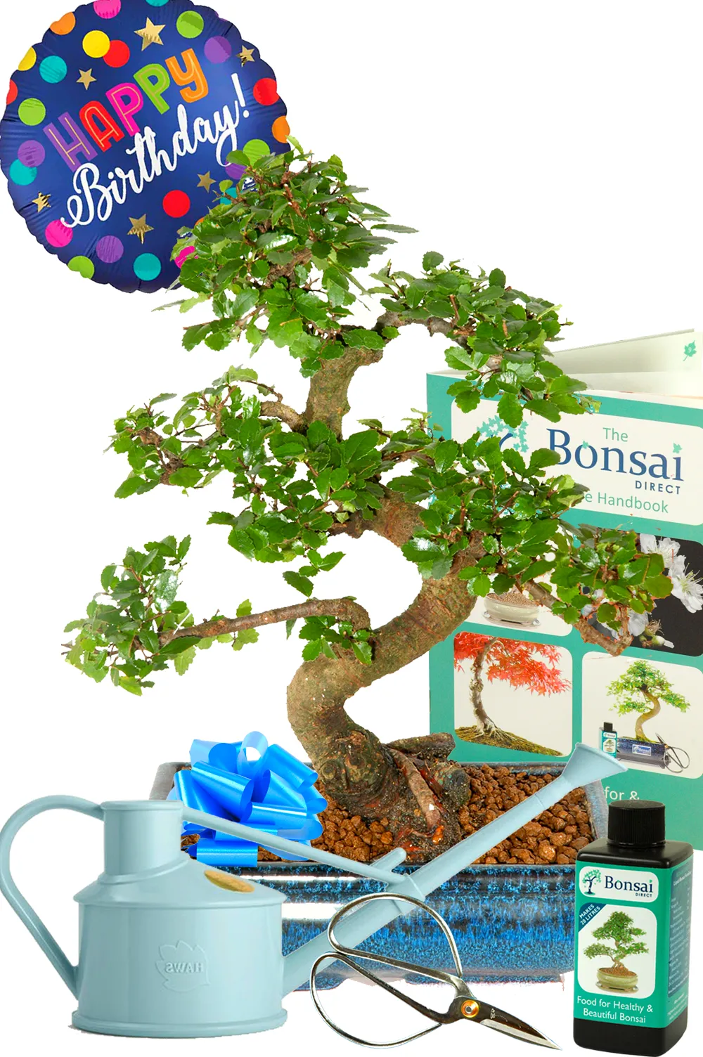 Unusual Birthday Present – Twisty Chinese Elm Bonsai Kit with Blue “Happy Birthday” Balloon