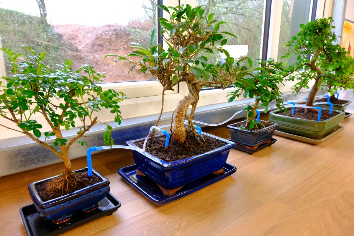 Showing our automatic irrigation system.