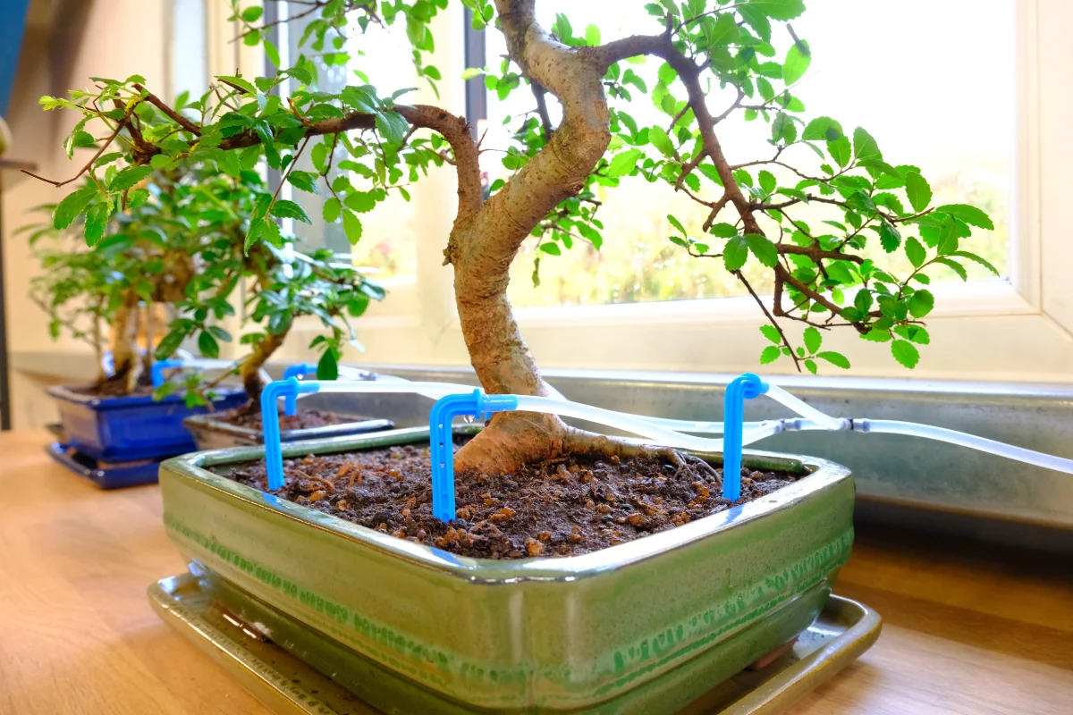 Showing the bonsai watering system stakes