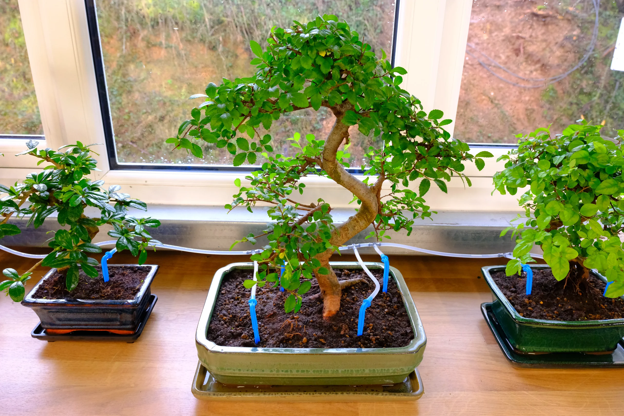 Chinese Elm base tree with bonsai watering system stakes