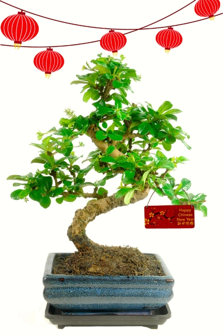 Oriental Tea Tree Flowering Indoor Bonsai | Chinese New Year Present