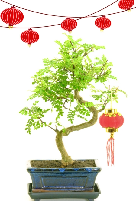 Twisty S-Shaped Indoor Pepper Bonsai - Naturally Zesty Miniature Leaves